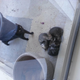 Illustration for article titled This Stupid Shutdown and Kitten Update